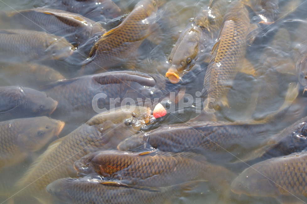 잉어,잉어떼,먹이,먹이다툼,물,물고기,생선,어류,물고기,fish
