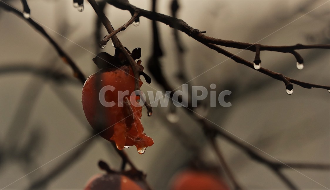 홍시,감나무,자연,감,아름다움,비,식물,자연,plants,nature,과일,열매,fruit