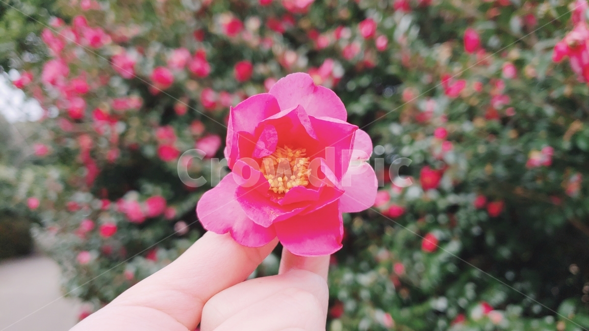 동백꽃,식물,꽃,flower,겨울꽃