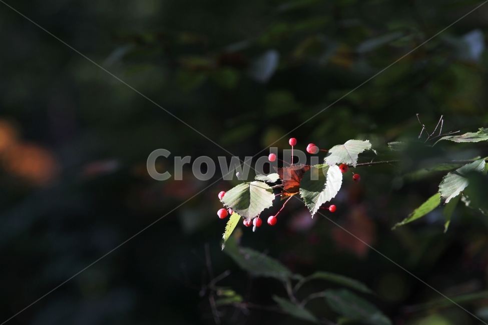가을열매,가을사진,감성사진,빨간열매,식물,자연,식물,자연,plants,nature,과일,열매,fruit