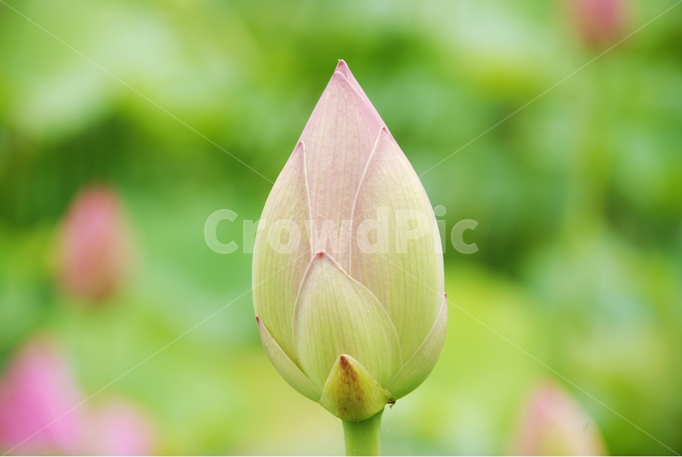 꽃,연꽃,연밭,연잎,분홍꽃,여름,꽃봉오리,꽃봉우리,홍련,식물,자연,plants,nature,꽃,flower
