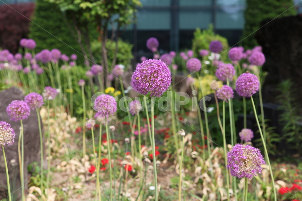 식물,꽃,수목원,여름,flower,식물,자연,plants,nature,꽃,flower