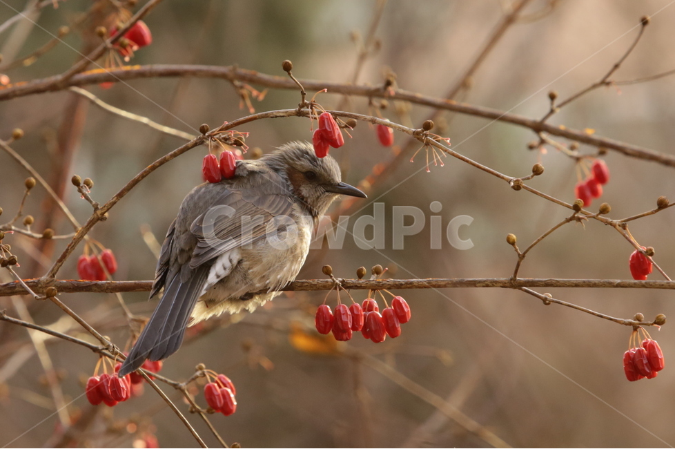봄,직박구리,텃새,새,bird,spring,식물,자연,plants,nature,동물,animal,조류,새,birds,과일,열매,fruit