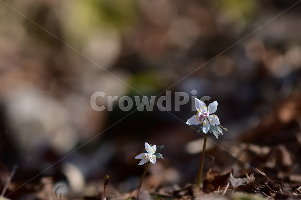 너도바람꽃,야생화,봄,꽃,풀꽃,자연,식물,식생,감성,힐링,plants,nature,spring,season,flower,emotion,feeling,흰색,초본,너도바람꽃속