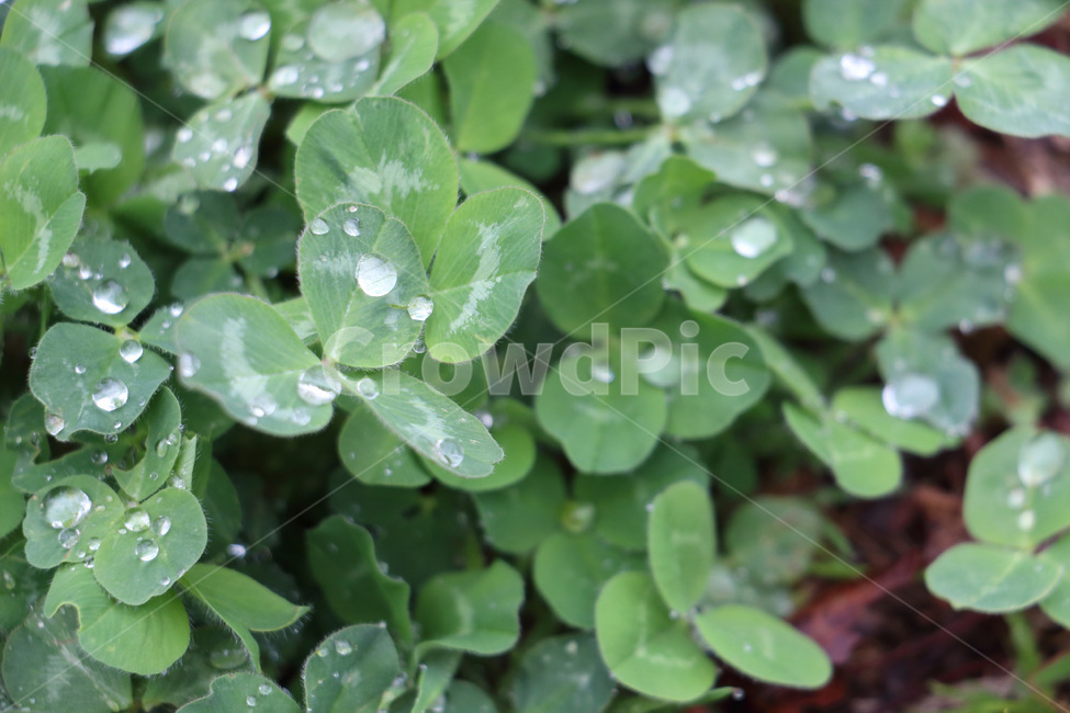 봄,클로버,빗방울,비,봄비,초록,그린,green,raindrop,식물,자연,plant,spring,season,nature