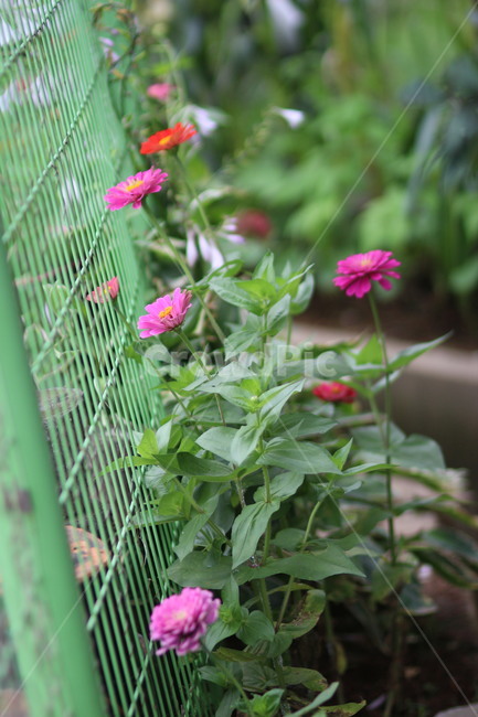 fence,꽃,flower,식물,plant,식물,자연,plants,nature