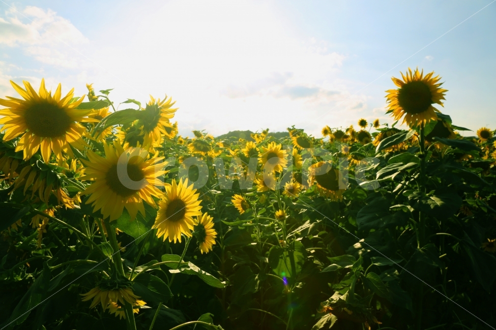 해바라기,꽃,가을,햇살,해바라기축제,자연,풍경,nature,landscape,식물,plants,꽃,flower,plant,blossom,sunflower