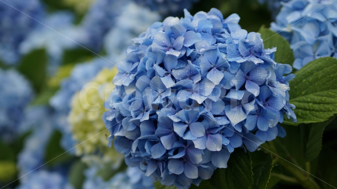 수국,이슬,거제수국,거제도,이슬수국,비오는날,식물,자연,plants,nature,꽃,flower