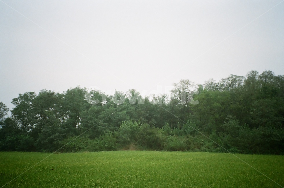 필름카메라,논,나무,하늘,필름사진,자연,풍경,nature,landscape,grassland,목초지,outdoors,옥외,field,들,paddy field,패디 필드