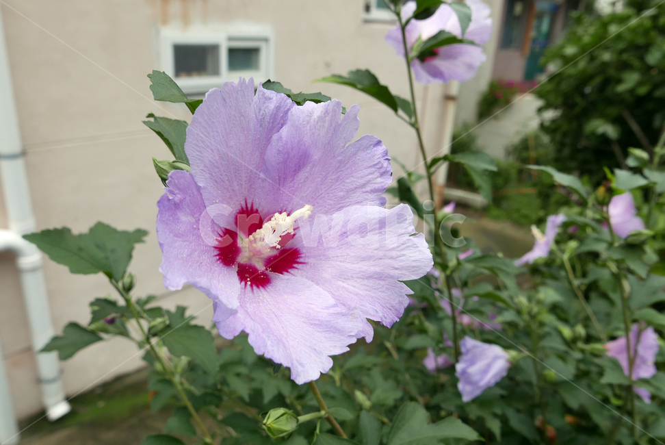 무궁화,우리나라꽃,plant,식물,꽃,flower,식물,자연,plants,nature,꽃,flower