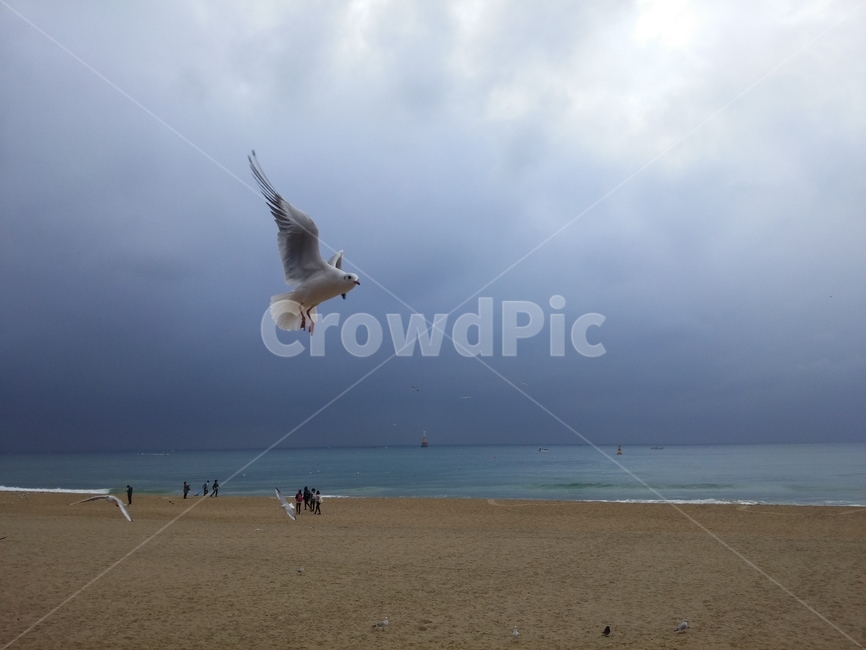 갈매기,해변,바다,감성,coast,동물,모래밭,seagull,animal,sea,새,조류,날개,하늘,수평선,구름,해안,해수욕장,해운대,부산,풍경,한국,부산광역시,horizon,beach,sky,cloud,korea,busan,outdoor,야외,동물,animal,조류,새,birds