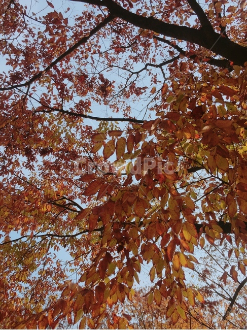 잎,leaf,식물,plant,나무,tree,단풍,maple,가을