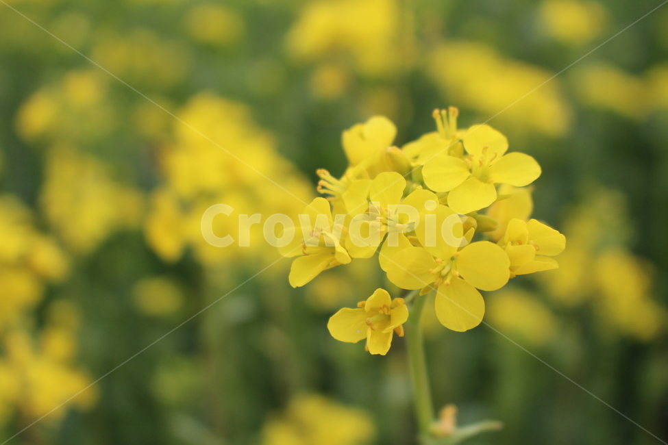꽃,노란꽃,flowers,봄,들판