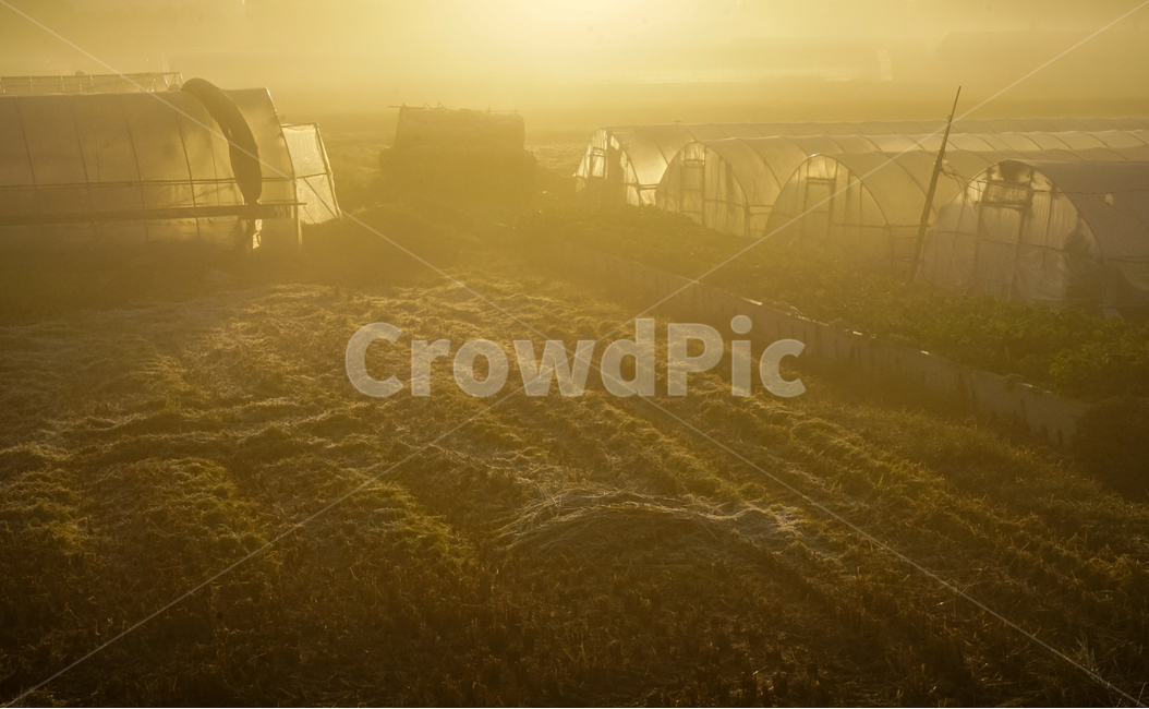 비닐하우스,농사,시설,농업,작물,온실,안개,새벽,여명,산업,industry,industrial,농업,농사,agriculture,farming,farming industry