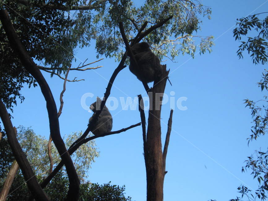 animal,동물,호주,koala,코알라,동물,animal,포유류,mammal