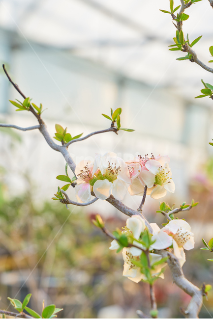 비닐하우스,봄,꽃,flower,flowers,blossom,beautiful,정원,화원,아름다운,식물,자연,plants,nature,꽃,flower