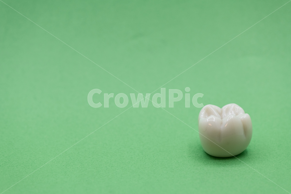 치과,대구치,구치,closeup,molar,치아