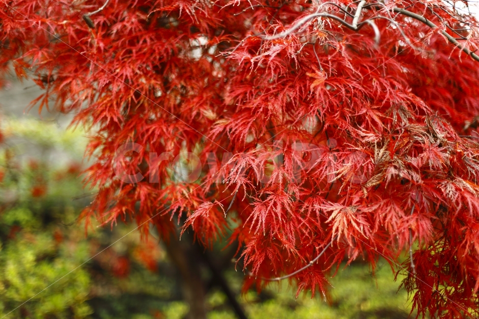 가을,단풍,빨강,빨간색,색깔,감성,분위기,비오는날,시즌,fall,autumn,가을,계절,fall,autumn,season,식물,자연,plants,nature,leaf,잎,plant,tree,나무,maple