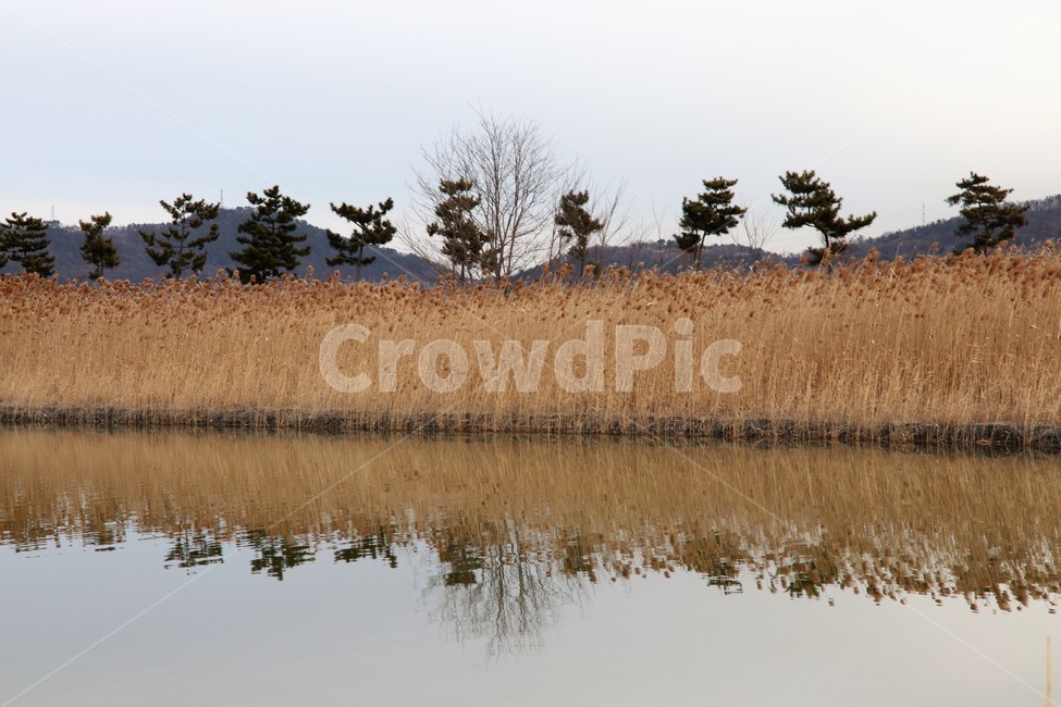 순천만,가을갈대,가을풍경,오솔길,숲길,가을산길,마실,갈대,갈대밭,나무,시골,가을,계절,fall,autumn,season,자연,풍경,nature,landscape,grass,잔디,plant,식물,land,땅,outdoors,옥외