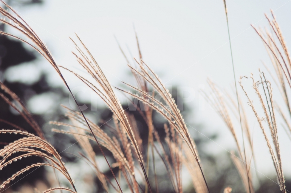억새,갈대,전주수목원,한국도로공사수목원,가을,가을,계절,fall,autumn,season,식물,자연,plants,nature,감성,sensible,feeling,plant,grass,잔디,food,음식,grain,곡물,vegetable,야채