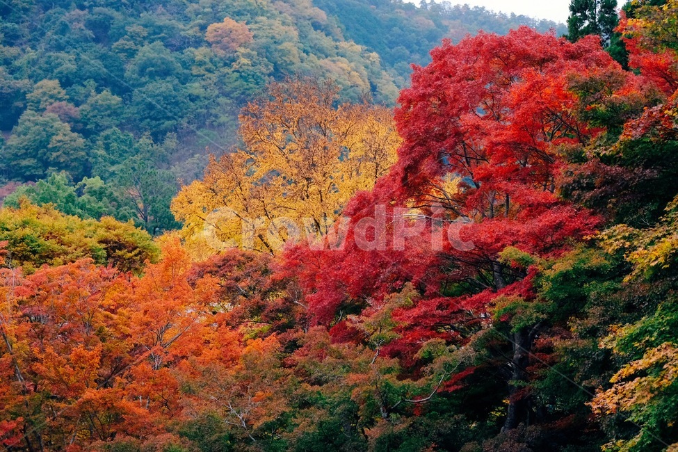 fall,autumncolors,red,yellow,green,blue,tree,forest,wood,colorful,단풍,빨간색,노란색,초록색,나무,계절,가을,가을,계절,fall,autumn,season,자연,풍경,nature,landscape,plant,식물,maple