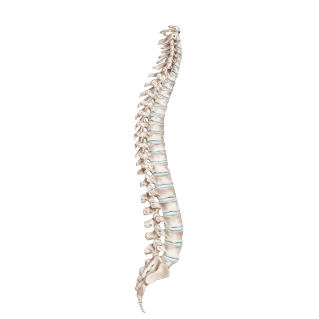 메디컬,medical,png,일러스트,메디컬일러스트,해부학,anatomy,bone,척추,디스크,추간판,경추,요추,흉추,누끼,remove background