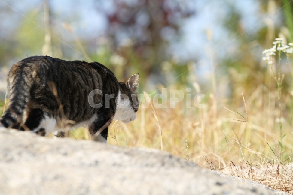고양이,길고양이,공원,동물,감성사진,고양이표정,동물,animal,포유류,mammal,고양이,cat,kitten,kitty
