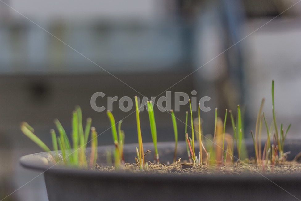 새싹,plant,식물,새순,화분