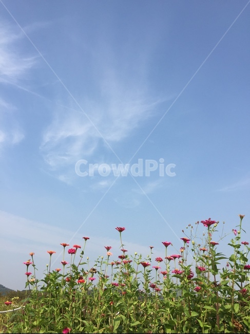 공원,꽃,하늘,구름,식물,flower,plant,blossom,petal,꽃잎