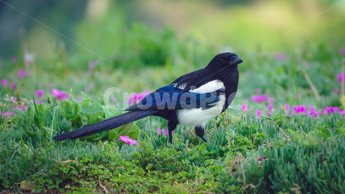 까치,새,조류,bird,꽃,magpie,동물,animal,조류,새,birds