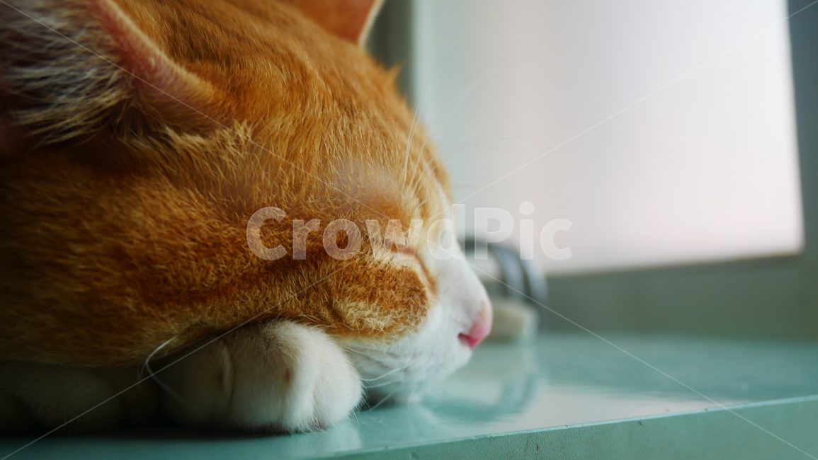 고양이,노란고양이,고양이눈,감성,감성사진,동물,animal,포유류,mammal,고양이,cat,kitten,kitty