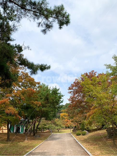 tree,나무,plant,식물,가을,단풍,도로,길,산책,road,fall,autumn