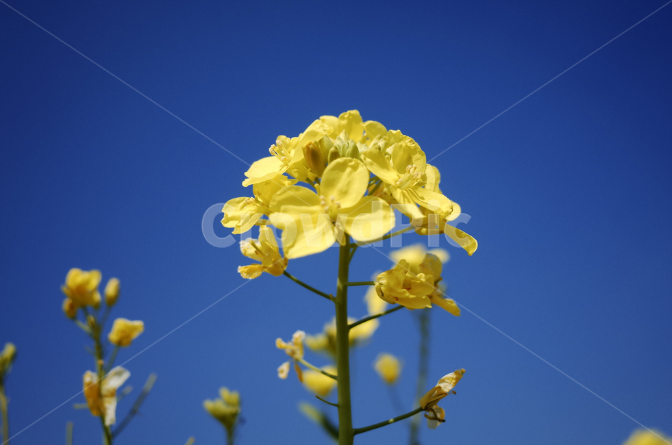 유채꽃,유채,봄꽃,봄,노란꽃,yellow,green,flower,꽃,plant,식물,초록