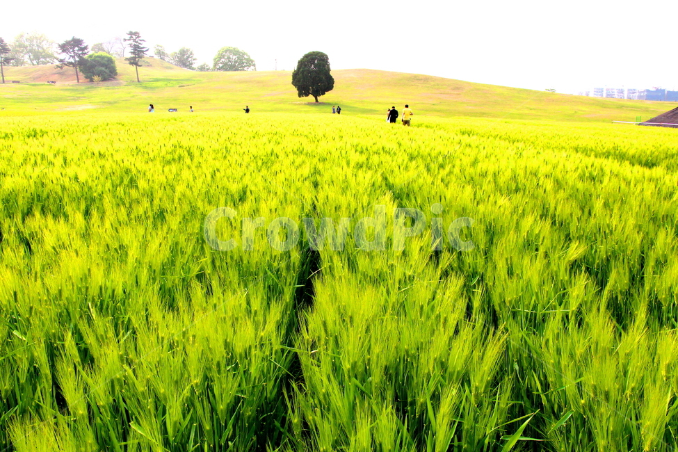 식물,봄,청보리,풍경,자연,자연,풍경,nature,landscape,한국자연풍경,한국자연경관,korea nature landscape,field,들,grassland,목초지,outdoors,옥외