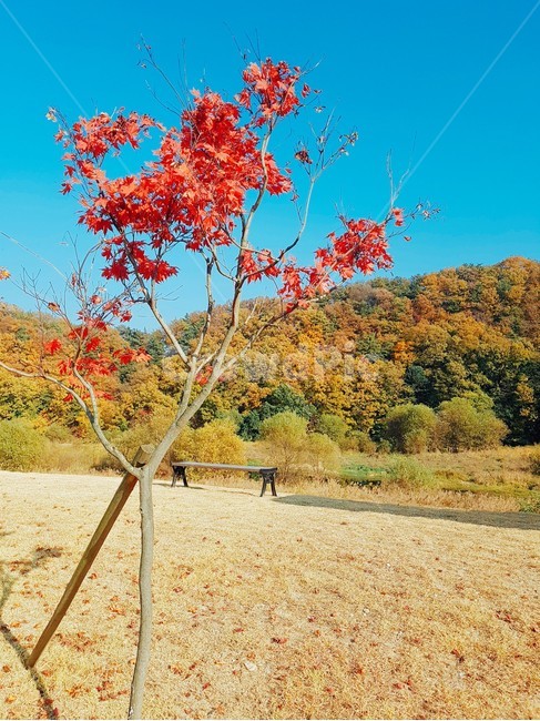 가을,하늘,산,단풍,광장,공원,청명,가을,계절,fall,autumn,season,tree,나무,plant,식물,leaf,잎