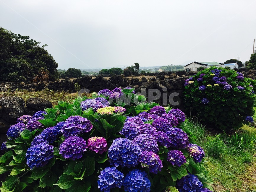 수국,여름꽃,여름제주,제주도,꽃,제주도,jeju,jeju island,식물,자연,plants,nature,꽃,flower