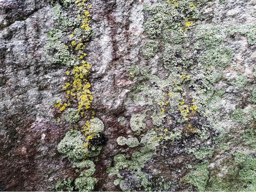 이끼,자연,식물,바위,배경,moss,nature,flora,rock,background,자연,풍경,nature,landscape,록