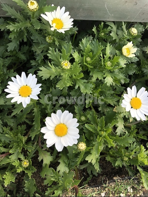 봄꽃,계란후라이꽃,꽃,마가렛,flower