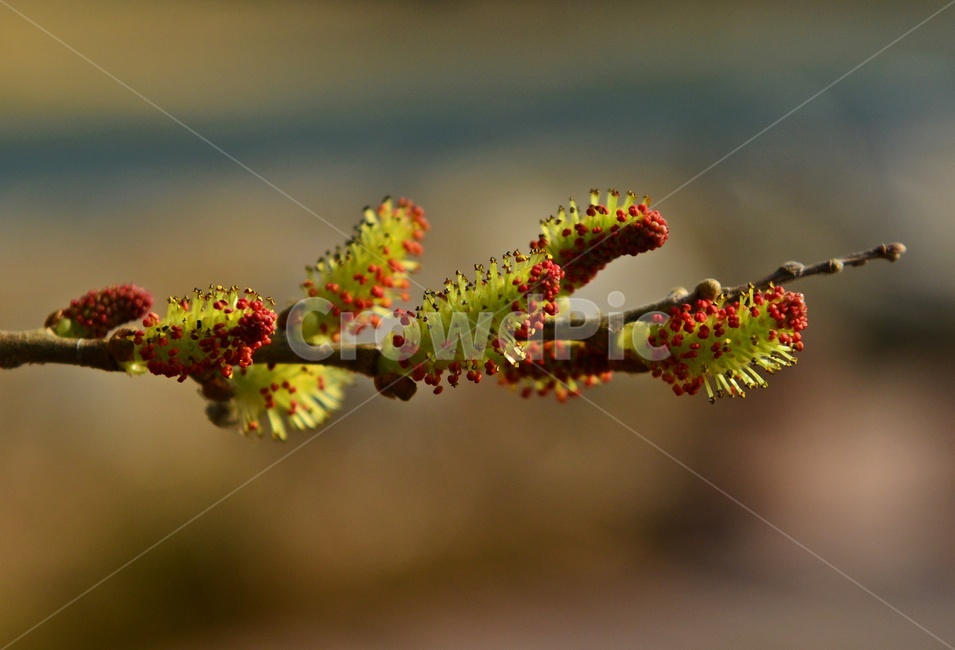 flower,sprout,새싹,blossom,꽃,plant,식물,bud,싹,버들강아지,봄,계절