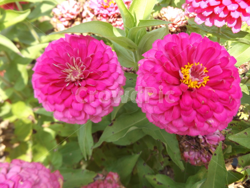 plant,식물,blossom,dahlia,달리아,flower,꽃