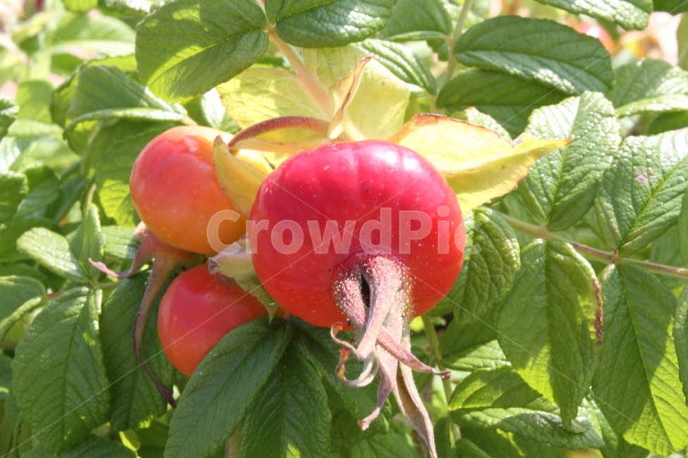 해당화,해당화열매,식물,rosarugosa,열매,fruit,식물,자연,plants,nature,과일,열매,fruit