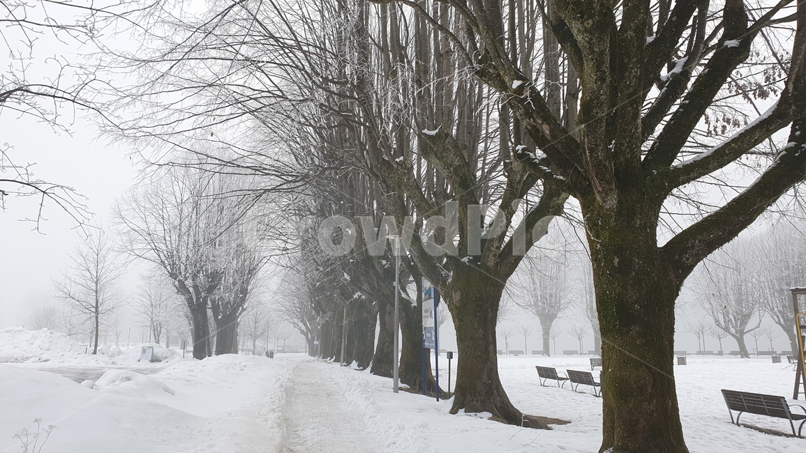 눈길,겨울,나무,폭설,겨울풍경,겨울,계절,winter,season,자연,풍경,nature,landscape,outdoors,옥외,tree,plant,식물