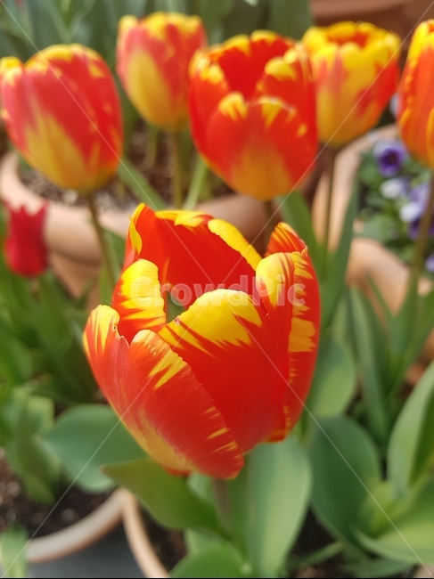 튤립,꽃,에버랜드,봄,빨강,식물,자연,plants,nature,꽃,flower