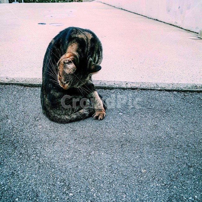 고양이,cat,길고양이,코숏,길거리