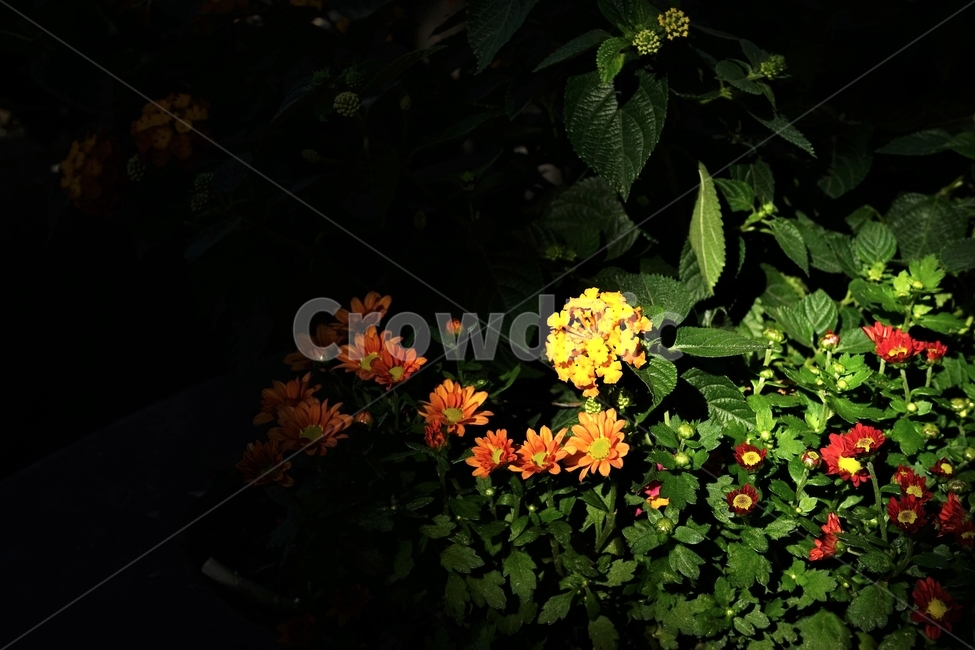 꽃,아름다움,정원,식물,자연,flower,bloom,beauty,plant,nature,beautiful,식물,자연,plants,nature,꽃,flower