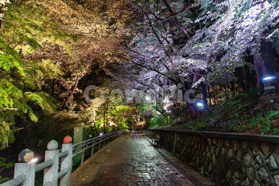 인천,자유공원,야경,led,나무,야간,공원,길,path,산책,산길,산보,통로,보도,식물,자연,plants,nature,나무,trees,wood