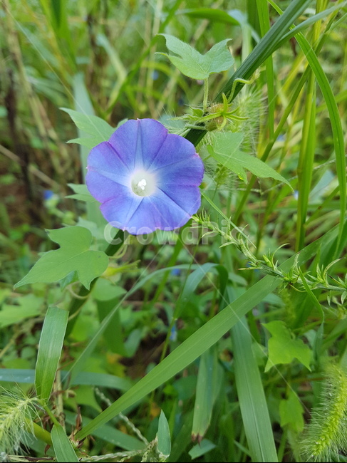 꽃,들꽃,flower,wildflower,꽃잎,petal,floralleaf