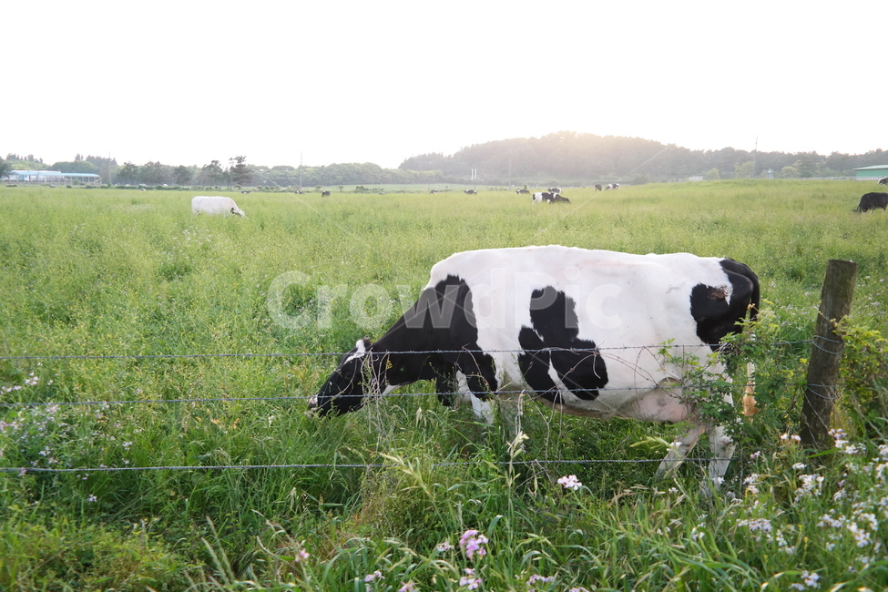 cow,소,mammal,포유류,동물,animal,제주도,젖소,우유,목장,무늬,음메,방목,초원,관광,관광지,풍경,배경,하늘,산,풀,가로,달력,한국,korea