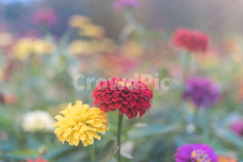 꽃,백일홍,플라워,flower,천일홍