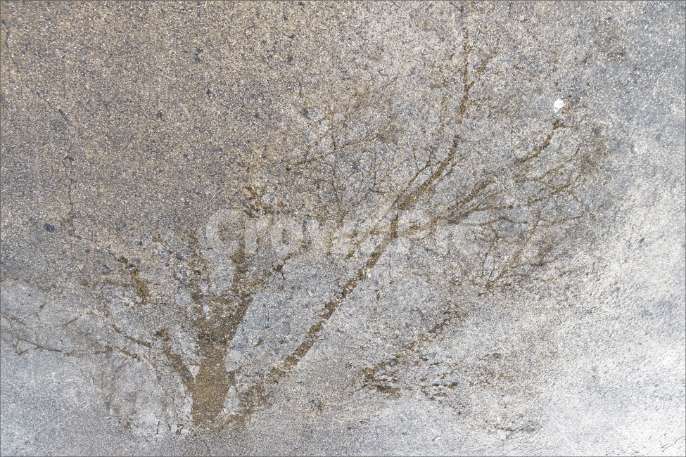 나무,tree,반사,reflection,물에비친,물